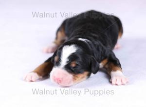 tri-colored mini bernedoodle near Chicago Illinois