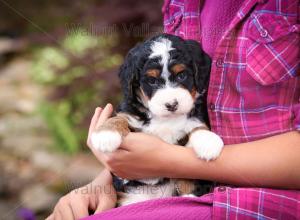 tri-colored mini bernedoodle near Chicago Illinois