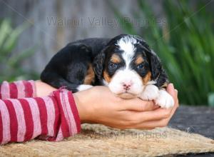 tri-colored mini bernedoodle near Chicago Illinois