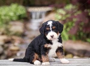 tri-colored mini bernedoodle near Chicago Illinois