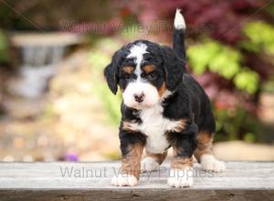 tri-colored mini bernedoodle near Chicago Illinois