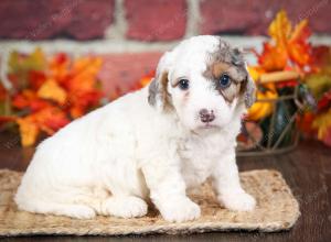 F1B male mini bernedoodle near Chicago Illinois