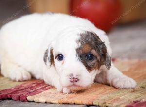 F1B male mini bernedoodle near Chicago Illinois