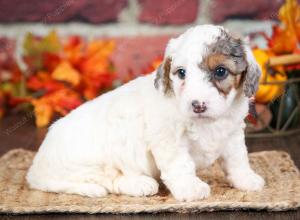 F1B male mini bernedoodle near Chicago Illinois