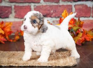 F1B male mini bernedoodle near Chicago Illinois