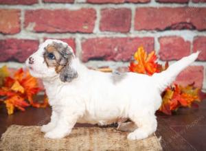 F1B male mini bernedoodle near Chicago Illinois