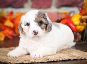 F1B male mini bernedoodle near Chicago Illinois