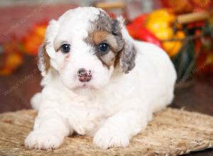 F1B male mini bernedoodle near Chicago Illinois