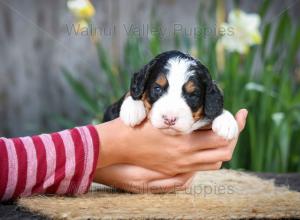 tri-colored mini bernedoodle near Chicago Illinois