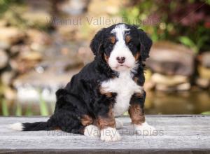 tri-colored mini bernedoodle near Chicago Illinois