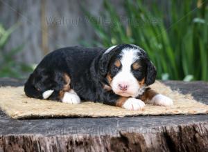 tri-colored mini bernedoodle near Chicago Illinois