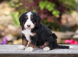 tri-colored mini bernedoodle near Chicago Illinois