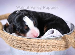 tri-colored mini bernedoodle near Chicago Illinois