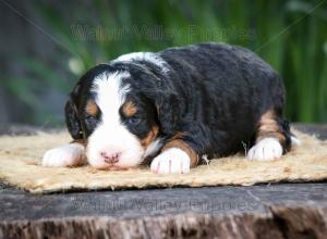 tri-colored mini bernedoodle near Chicago Illinois