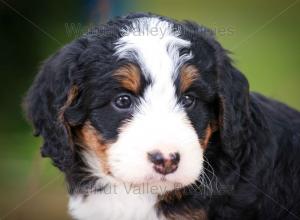 tri-colored mini bernedoodle near Chicago Illinois