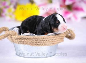 tri-colored mini bernedoodle near Chicago Illinois