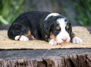 tri-colored mini bernedoodle near Chicago Illinois