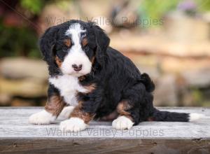 tri-colored mini bernedoodle near Chicago Illinois