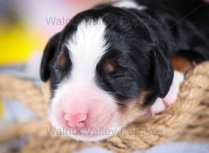 tri-colored mini bernedoodle near Chicago Illinois