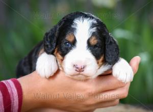 tri-colored mini bernedoodle near Chicago Illinois