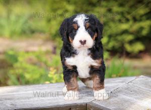 tri-colored mini bernedoodle near Chicago Illinois