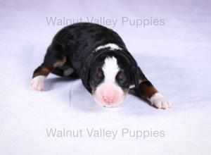 tri-colored mini bernedoodle near Chicago Illinois