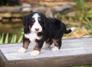 tri-colored mini bernedoodle near Chicago Illinois