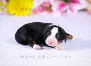 tri-colored mini bernedoodle near Chicago Illinois