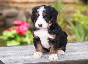 tri-colored mini bernedoodle near Chicago Illinois