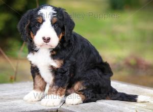 tri-colored mini bernedoodle near Chicago Illinois