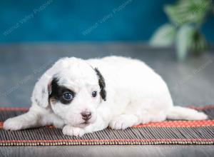 female tiny bernedoodle near Chicago Illinois