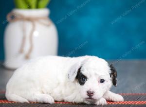 female tiny bernedoodle near Chicago Illinois