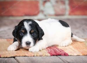 F1B male mini bernedoodle near Chicago Illinois