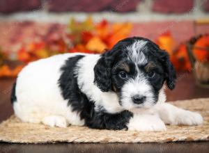 F1B male mini bernedoodle near Chicago Illinois