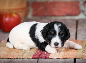 F1B male mini bernedoodle near Chicago Illinois