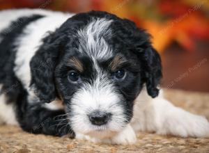 F1B male mini bernedoodle near Chicago Illinois