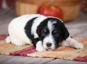 F1B male mini bernedoodle near Chicago Illinois