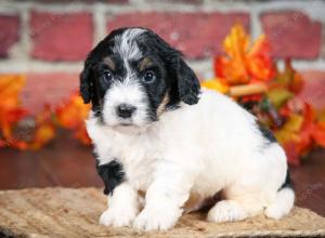 F1B male mini bernedoodle near Chicago Illinois