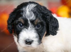 F1B male mini bernedoodle near Chicago Illinois