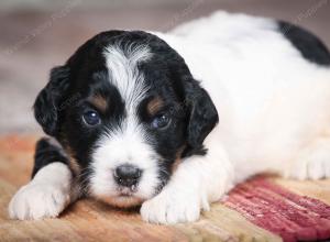 F1B male mini bernedoodle near Chicago Illinois