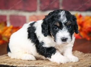 F1B male mini bernedoodle near Chicago Illinois