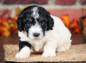 F1B male mini bernedoodle near Chicago Illinois