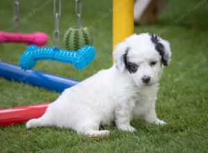 female tiny bernedoodle near Chicago Illinois