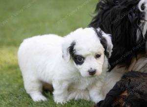 female tiny bernedoodle near Chicago Illinois