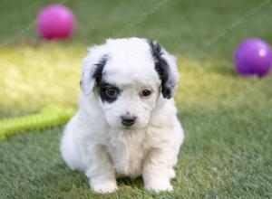 female tiny bernedoodle near Chicago Illinois