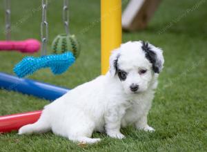 female tiny bernedoodle near Chicago Illinois