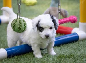 female tiny bernedoodle near Chicago Illinois