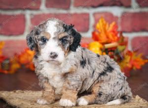 F1B male mini bernedoodle near Chicago Illinois