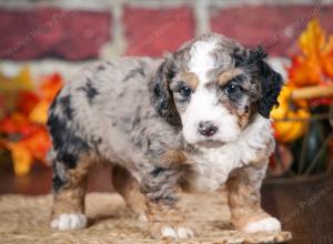 F1B male mini bernedoodle near Chicago Illinois