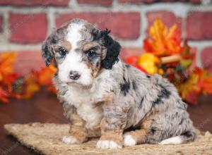 F1B male mini bernedoodle near Chicago Illinois